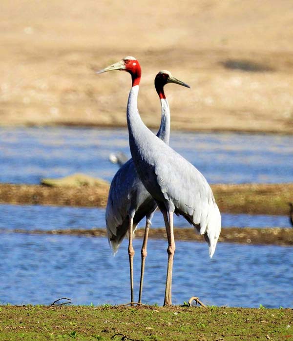 Bird Watching in Jawai