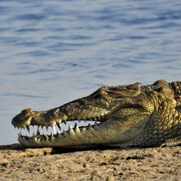 Crocodile Sighting Jawai