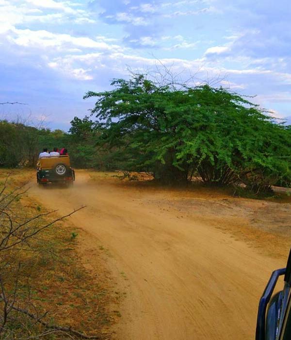 Jawai Jeep Safari